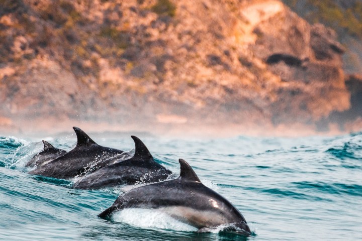 a group of dolphins jumping out of a body of water