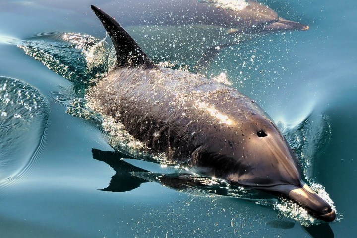 a dolphin swimming in the water