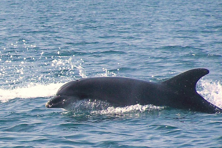 a dolphin swimming in a body of water