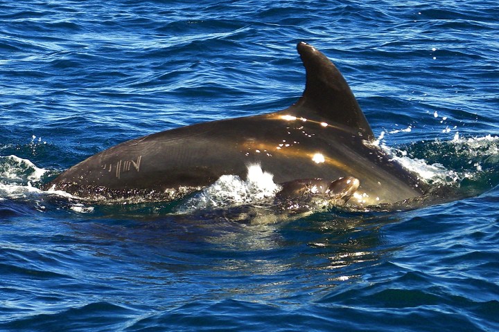 a dolphin swimming in a body of water
