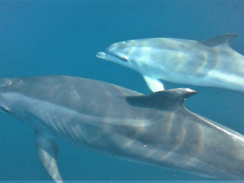 a pair of dolphins swimming underwater